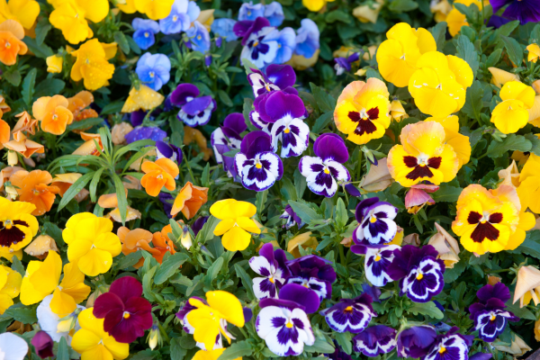 Pansy